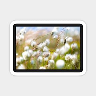 Cottongrass on the Peak District moors Magnet