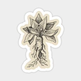 What is Your Favorite Plant? Mandrake, Maybe? Magnet