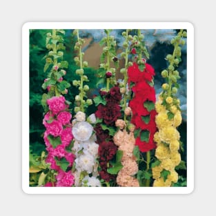 Colorful Hollyhocks in a Flower Garden Magnet