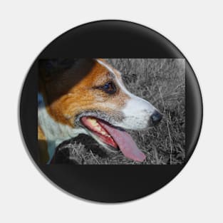 Jack Russell Terrier Pin