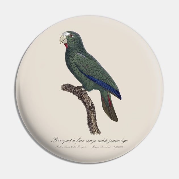 Cuban Amazon Parrot Juvenile Male / Le Perroquet a Face Rouge Male, Jeune Age - 19th century Jacques Barraband Illustration Pin by SPJE Illustration Photography