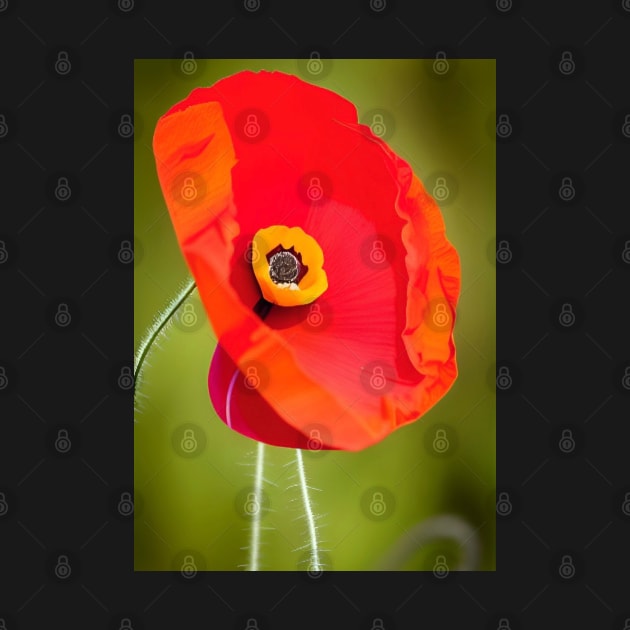 VIBRANT SINGLE POPPY WITH GREEN BACKGROUND by sailorsam1805