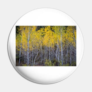 Aspen Forest Autumn Colors Pin