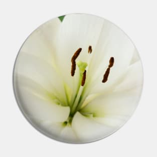 Lilium  &#39;Blizzard&#39;  Asiatic lily  syn. Lilium  Apollo Pin