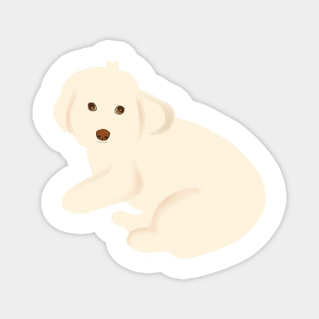 Maltipoo Dog Staring Magnet by PatternbyNOK