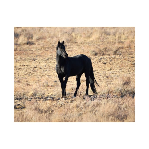 Wild Mustang Stallion of the South Steens Mountains by DeniseBruchmanPhotography