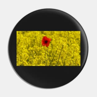 single red poppy in a field of yellow flowers Pin