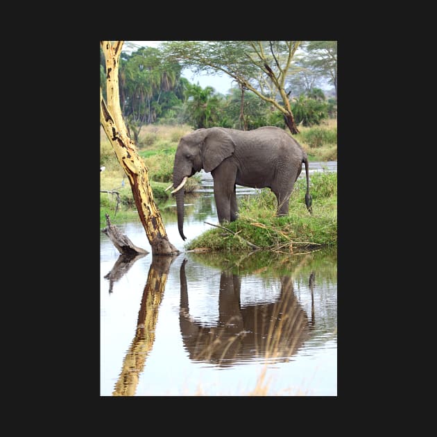 African Elephant, Serengeti National Park, Tanzania. by Carole-Anne