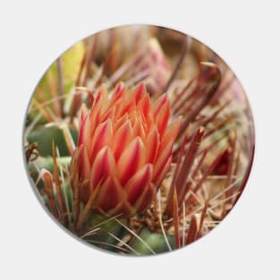 Closeup of Red Cactus Blossom Pin