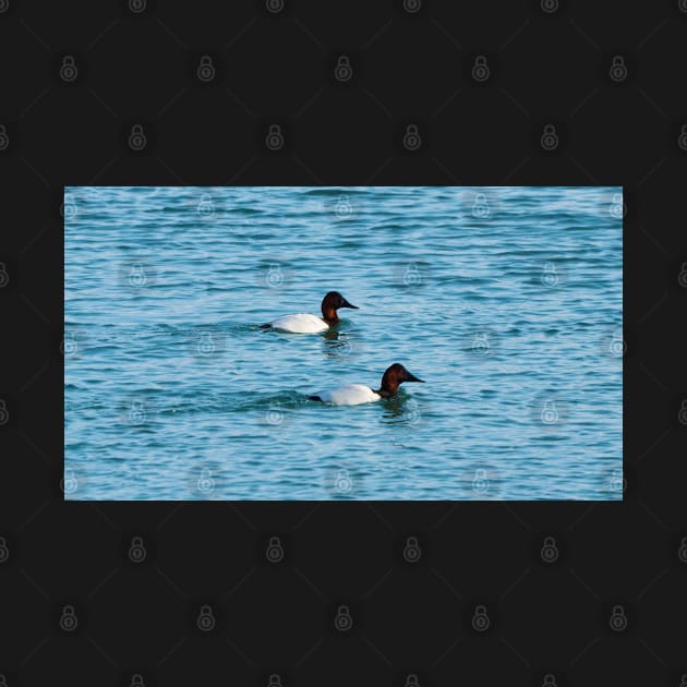 Canvasback Ducks Swimming by BackyardBirder