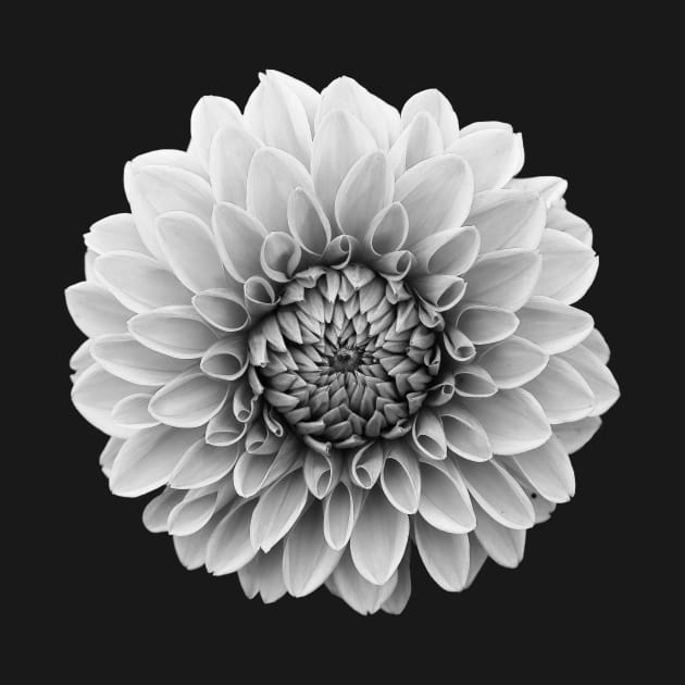 Black, white, gray flower by letnothingstopyou