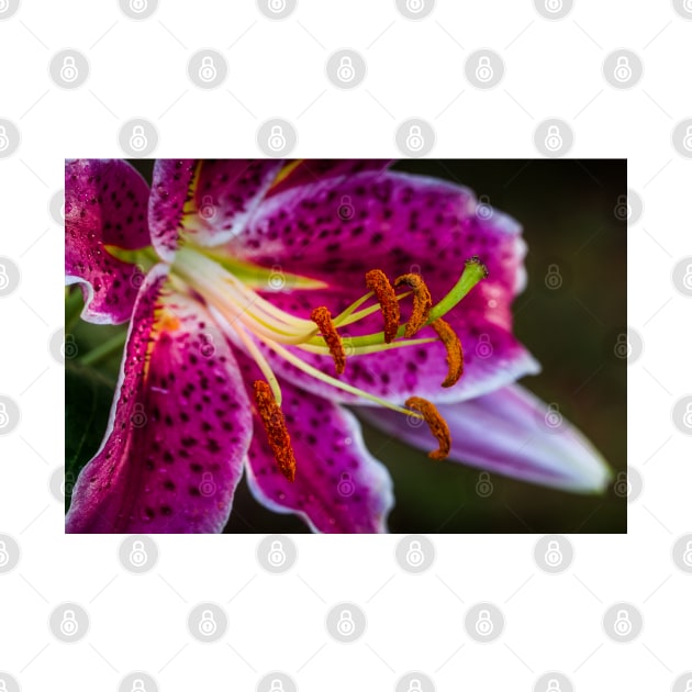 Close-up of Garden Lily 12 by Robert Alsop