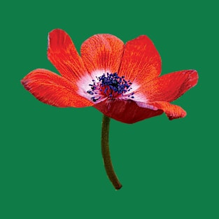 Red Poppy Closeup T-Shirt