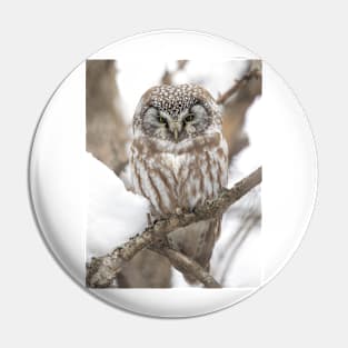 Boreal Owl Pin