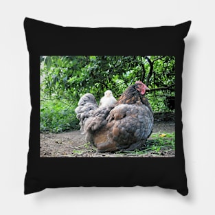 Baby on board - Hen and Chick Pillow