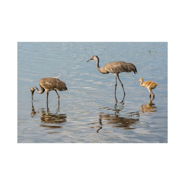 Sandhill crane family by joesaladino