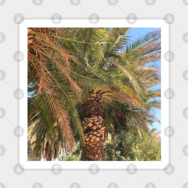 Pretty picture of a Palm Tree. Pretty Palm Trees Photography design with blue sky Magnet by BoogieCreates