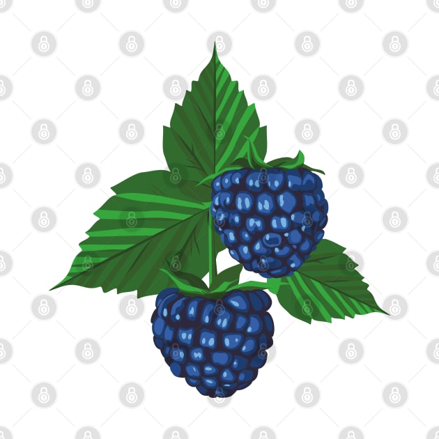 Blackberry illustration by lents