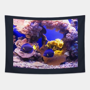 Aquarium. Eilat. Israel. Tapestry