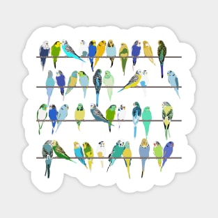 Get your Budgies in a Row Magnet