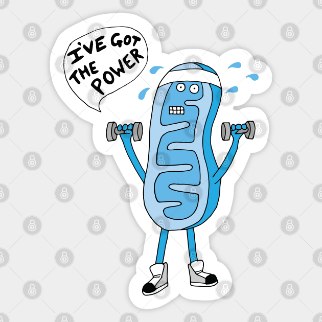 Mitochondria He's Got The Power!! - Mitochondria Cartoon - Sticker | TeePublic Mitochondria He's Got The Power!! - Mitochondria Cartoon - Sticker | TeePublic