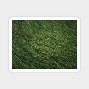 green grass sway in the wind Magnet