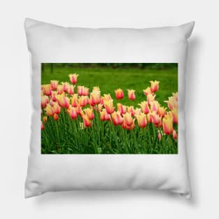 Orange yellow Tulips Pillow