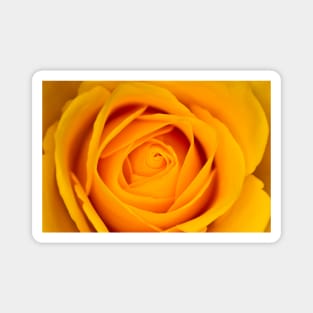 Yellow rose Magnet