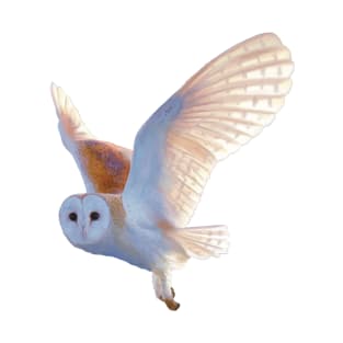 Flying Barn Owl illustration. Beautiful Barn Owl realistically rendered. Bird art. T-Shirt