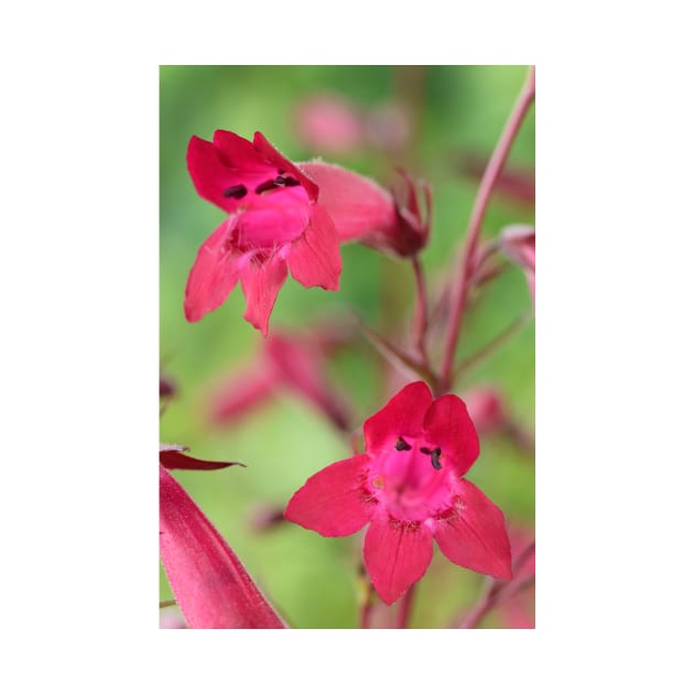 Penstemon  &#39;Andenken an Friedrich Hahn&#39;  &#39;Garnet&#39;  Beard-tongue by chrisburrows