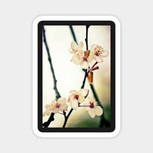 White Blossoms Magnet