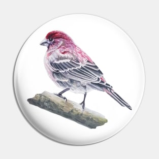 House Finch bird painting (no background) Pin