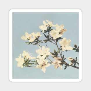 Vintage Japanese print of azaleas Magnet