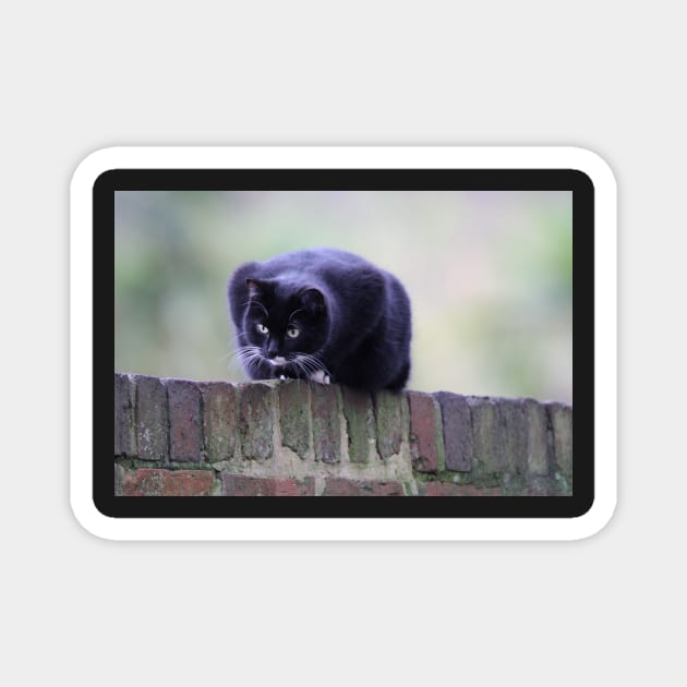 cat sat on wall looking down at something moving below Magnet by acolename1