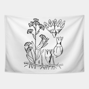 Botanical Scientific Illustration - Comandra Plant Tapestry