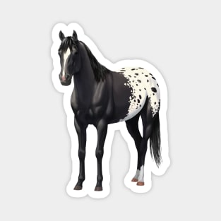 Black Quarter Horse Stallion Appaloosa Magnet