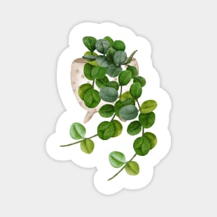 Hoya Serpens Magnet