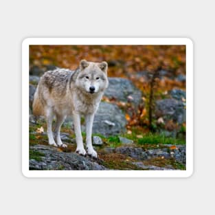 Arctic Wolf Magnet