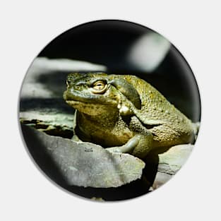 Toad / Swiss Artwork Photography Pin