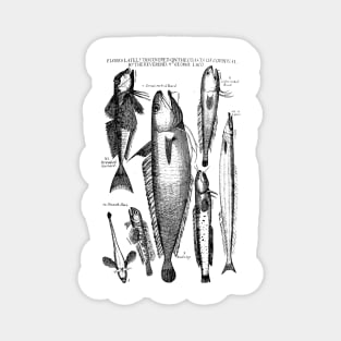 historical fishes design Magnet