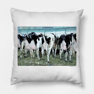 Cows Pillow