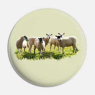 Flock of Sheep Pin