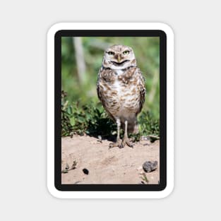 Burrowing Owl Magnet