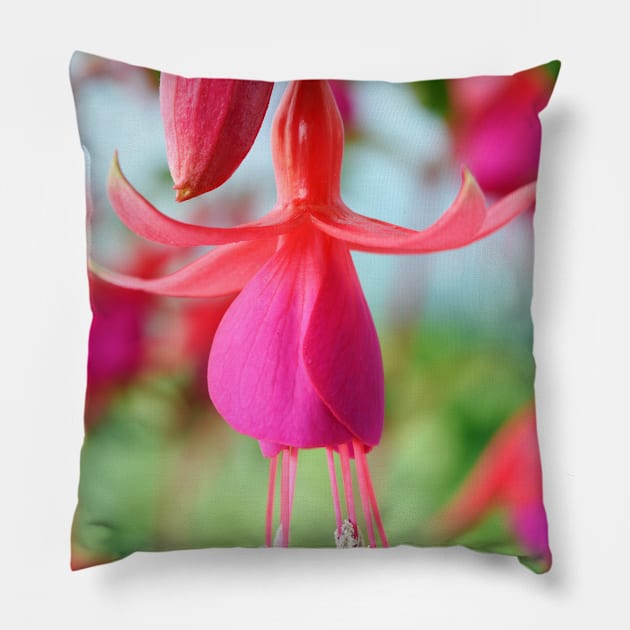 Fuchsia &#39;Pink Fizz&#39; Pillow by chrisburrows