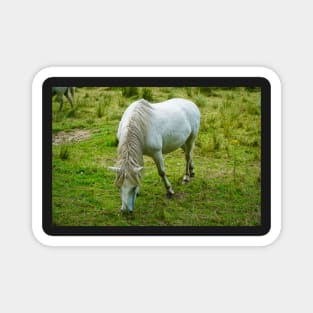 Small White Horse / Pony Eating Grass Magnet