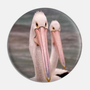 A Pair of Pelicans Pin