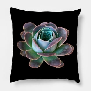 Aeonium diplocyclum Greenovia Pillow