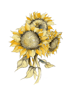 Yellow Sunflowers, Illustration Magnet