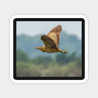 A bittern in flight in the UK Magnet