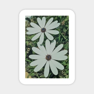 Blossoming White Osteospermum Flowers Neo Magnet